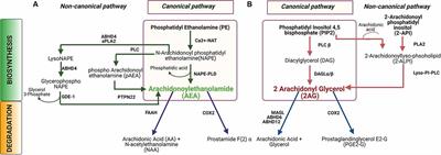 Cannabinoid Signaling in Auditory Function and Development